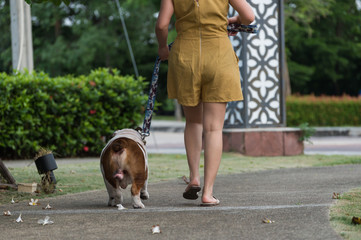 Naklejka na ściany i meble backside of english bulldog and woman walking togehter on the street