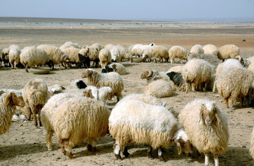troupeau de moutons, Jordanie