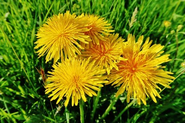 Obraz premium Mniszek lekarski, Taraxacum officinale
