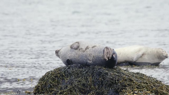 common seal in Iceland