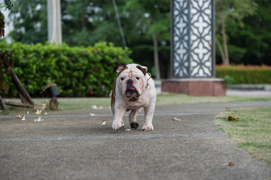 white english bulldog run in the walkway at public park and show tongue