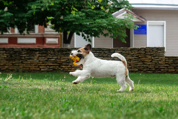 Jack russell dog happy walk in park