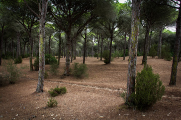 Mysterious pine trees forest environment in Barbate natural park, Spain