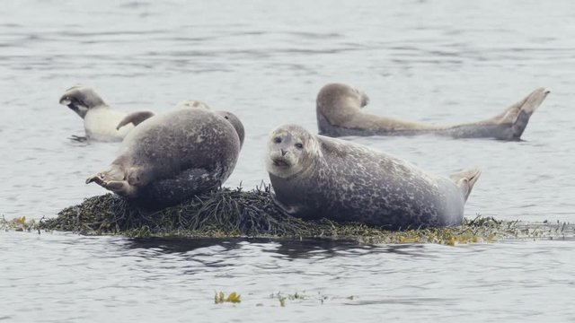 common seal in Iceland