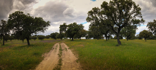 Plantation of cork oak trees in a field with a path. Alentejo, Portugal
