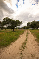 Fototapeta na wymiar Plantation of cork oak trees in a field with a path. Alentejo, Portugal