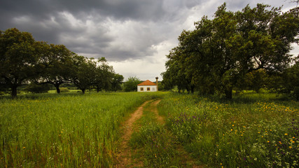 Obraz premium Country house surrounded by trees and vegetation. Alentejo Portugal