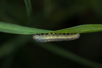 caterpillar on a blade of grass