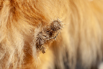 Thistles are hanging on a dog fur