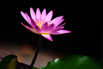 Lotus flower is in pool with blur background isolated on black.