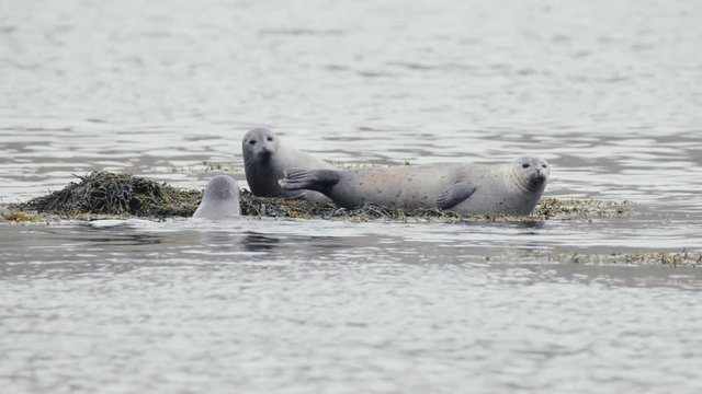 common seal in Iceland