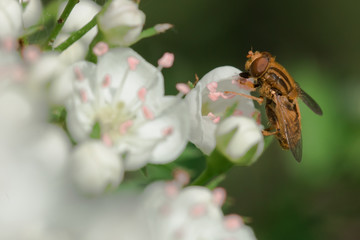 fly on a white flower