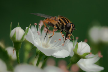 fly on a white flower