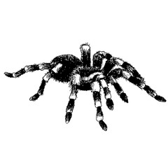 spider