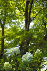 あじさい