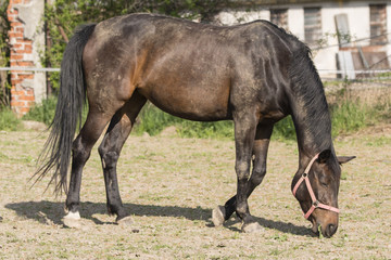 Fototapeta premium Adult horse in the outdoors.