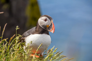Atlantic puffin on the Latrabjarg cliffs