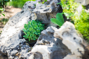 Plants in a rocks