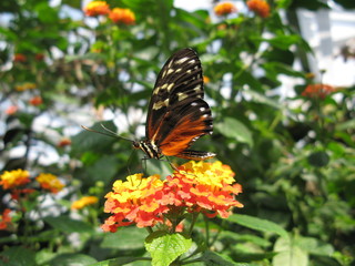 Schmetterling auf gelb-roter Blüte.