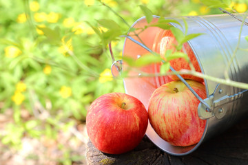 Harvest of ripe juicy red apples in a bucket on a stump on a natural sunny light-green background.