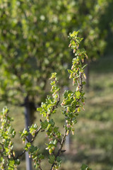 Unripe fruits of gooseberry on bush with green leaves.