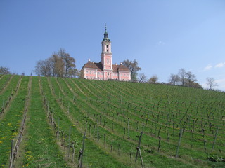 Wallfahrtskirche Birnau und Weinreben.