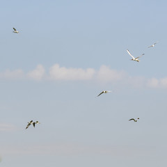 Several racks flying in the sky.