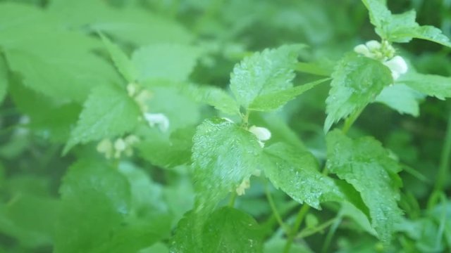 Rain falls on Leonuri. motherwort plants