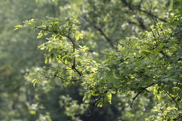 Fototapeta premium Branch with green leaves of black eyelid.