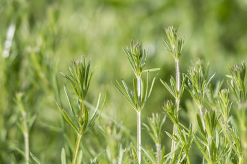 The young plants are busy.