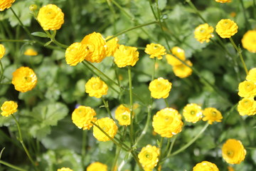 Obraz premium yellow flowers in closeup