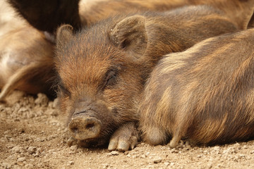 寝るうり坊の顔