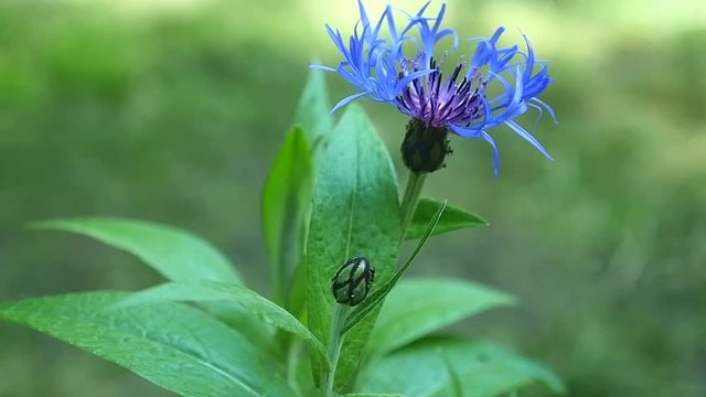 Blue cornflower on a background of grass