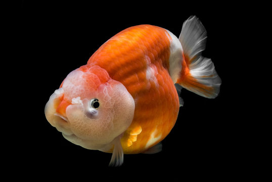 portrait of gold fish ranchu