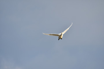 Cygnus columbianus in Japan