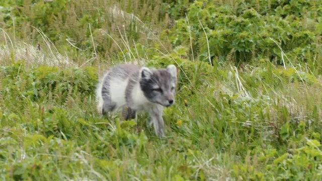 Artic fox in Iceland