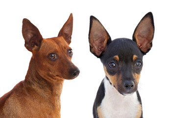 Portrait of funny dogs with funny big ears raised