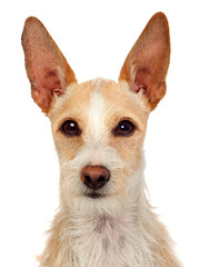 Portrait of a funny dog with big ears