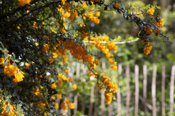 Beautiful orange flowers on a tree