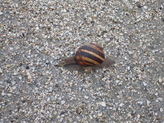 animal animal shell animal themes animal wildlife Animals in the Wild close-up day gastropod high angle view invertebrate Land mollusk Nature no people one animal outdoors Rock shell Snail solid