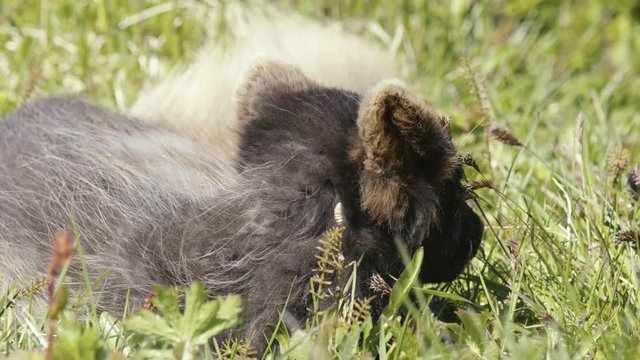 Artic fox in Iceland
