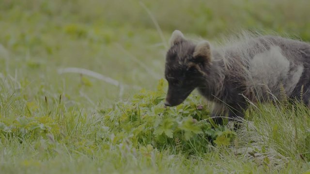 Artic fox in Iceland
