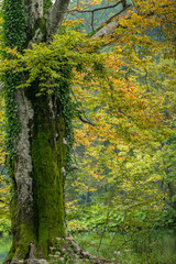 Buche im Naturpark Plitvicer Seen
