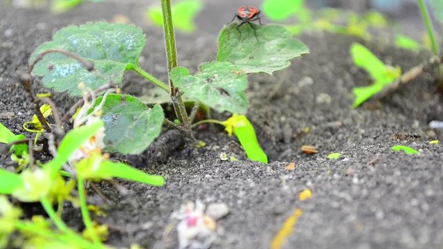 Formicidae, Lasius niger, pyrrhocoris apterus, ants,  firebug