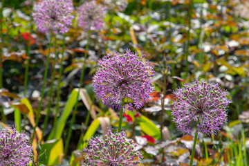 Purple blossom of a flower in a neated patch