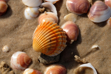 Colorful pink seashells on Palmachim beach, Mediterranean seaside.