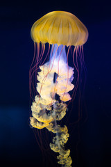 Jelly Fish