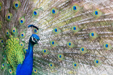 Fototapeta na wymiar Peacock Side View