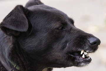Head of a gnawing black dog.