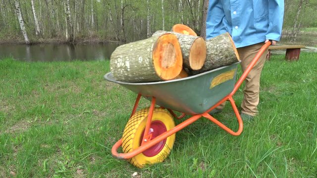 Worker transporting sawed fresh raw firewood with wheelbarrow near pond in farm